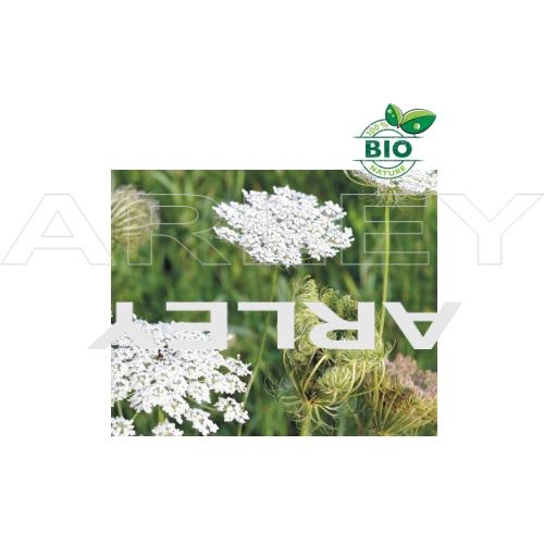 Marchew zwyczajna Daucus nasiona