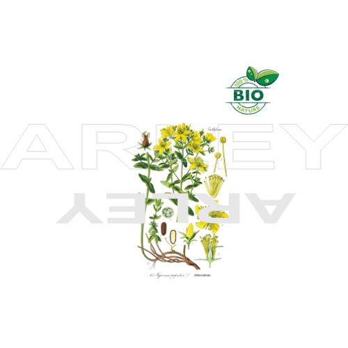 Dziurawiec zwyczajny Hypericum Perforatum nasiona
