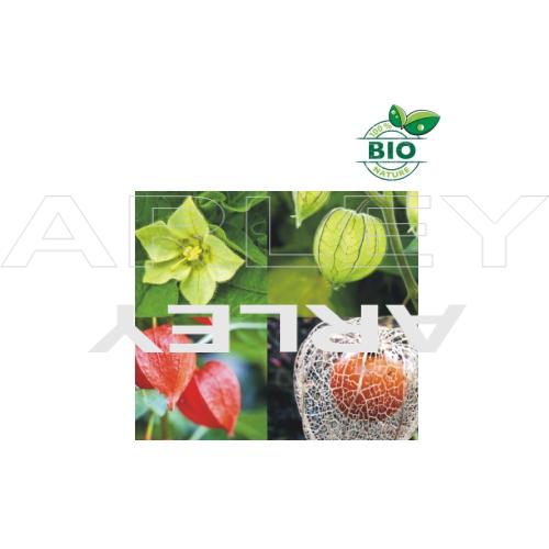 Miechunka rozdęta Physalis Alkekengi nasiona