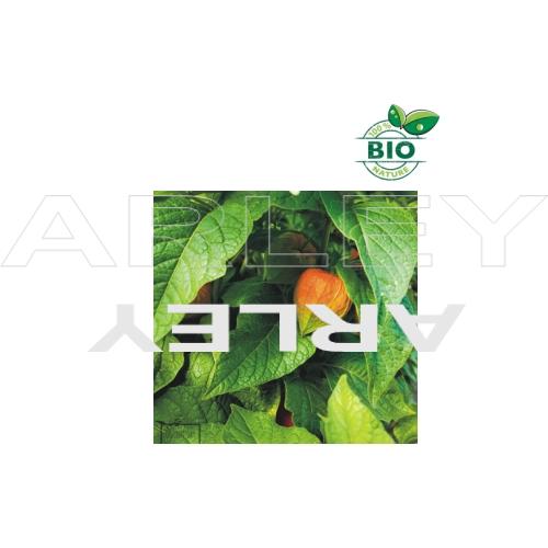 Miechunka rozdęta Physalis Alkekengi nasiona