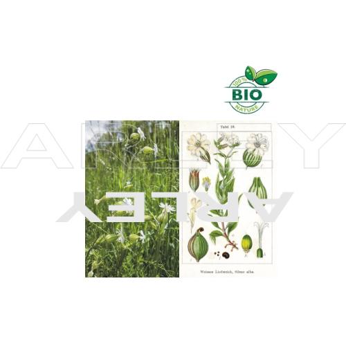 Lepnica biała Silene Latifolia nasiona