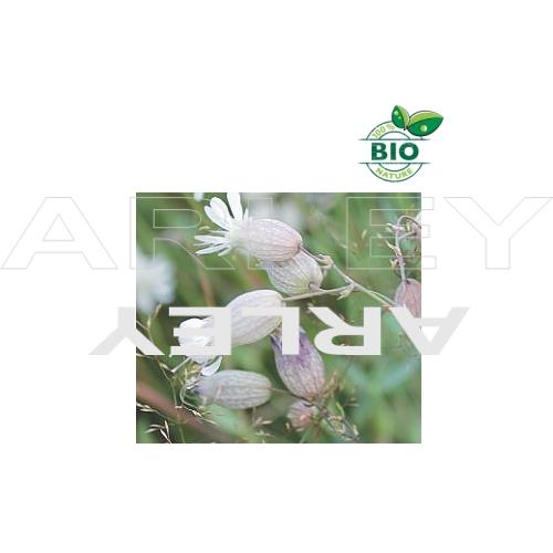 Lepnica rozdęta Silene Vulgaris nasiona