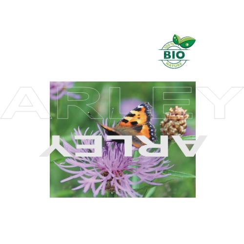 Chaber driakiewnik Centaurea Scabiosa nasiona