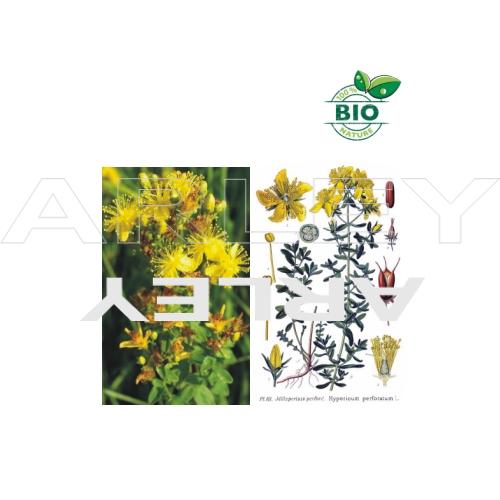Dziurawiec zwyczajny Hypericum Perforatum nasiona (1)
