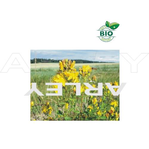 Dziurawiec zwyczajny Hypericum Perforatum nasiona (2)