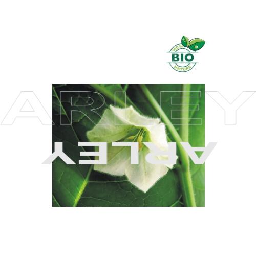 Miechunka rozdęta Physalis Alkekengi nasiona (2)