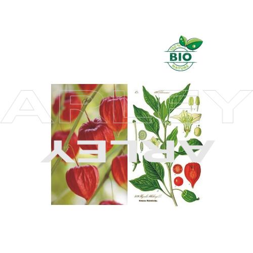 Miechunka rozdęta Physalis Alkekengi nasiona (1)