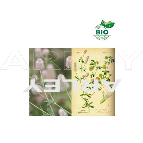 Koniczyna polna Trifolium Arvense nasiona (1)