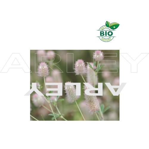 Koniczyna polna Trifolium Arvense nasiona (3)