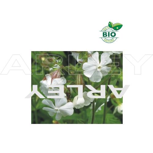 Lepnica biała Silene Latifolia nasiona (3)