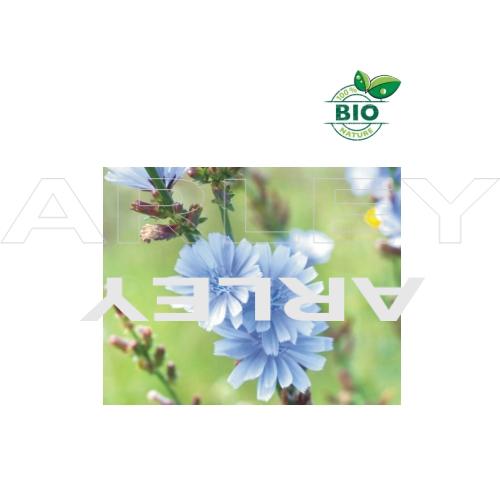 Cykoria podróżnik Cichorium Intybus nasiona