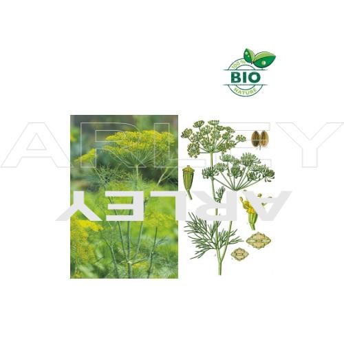 Koper ogrodowy Anethum Graveolens nasiona