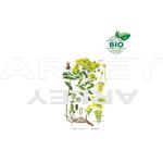 Dziurawiec zwyczajny Hypericum Perforatum nasiona