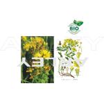 Dziurawiec zwyczajny Hypericum Perforatum nasiona