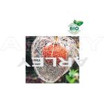 Miechunka rozdęta Physalis Alkekengi nasiona