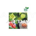 Miechunka rozdęta Physalis Alkekengi nasiona
