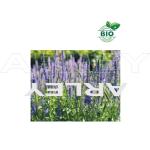 Przetacznik kłosowy Veronica Spicata nasiona