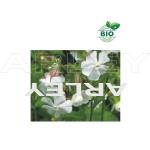 mini: Lepnica biała Silene Latifolia nasiona (3)