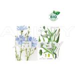Cykoria podróżnik Cichorium Intybus nasiona