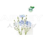 Cykoria podróżnik Cichorium Intybus nasiona
