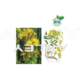 Dziurawiec zwyczajny Hypericum Perforatum nasiona