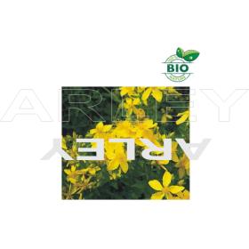 Dziurawiec zwyczajny Hypericum Perforatum nasiona