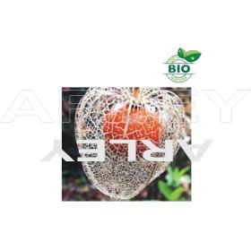 Miechunka rozdęta Physalis Alkekengi nasiona
