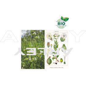 Lepnica biała Silene Latifolia nasiona