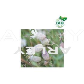 Lepnica rozdęta Silene Vulgaris nasiona