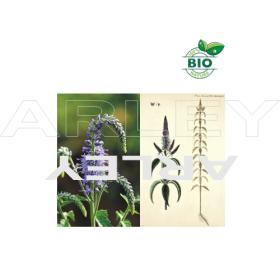Przetacznik kłosowy Veronica Spicata nasiona