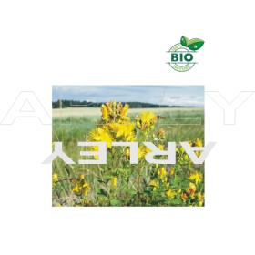 Dziurawiec zwyczajny Hypericum Perforatum nasiona
