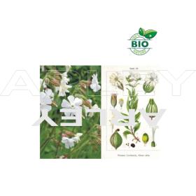 Lepnica biała Silene Latifolia nasiona