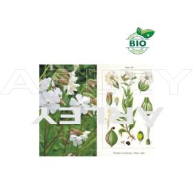 Lepnica rozdęta Silene Vulgaris nasiona