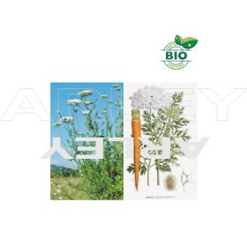 Marchew zwyczajna Daucus Carota nasiona