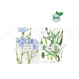 Cykoria podróżnik Cichorium Intybus nasiona